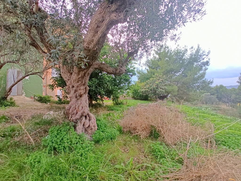 House in a village in Teulada with land